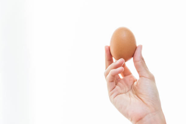 egg in hand stock photo