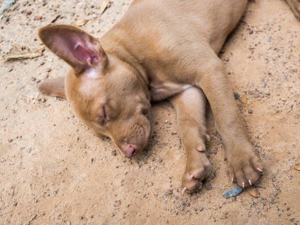 istock A cute puppy dog 1083723432