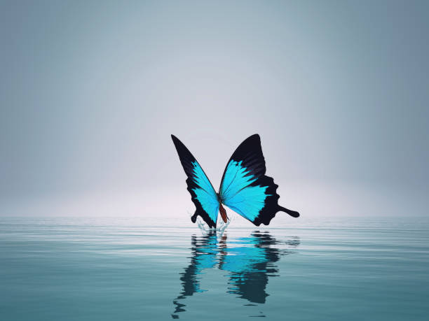 istock A blue butterfly on sea. This is a 3d render illustration 1083724440