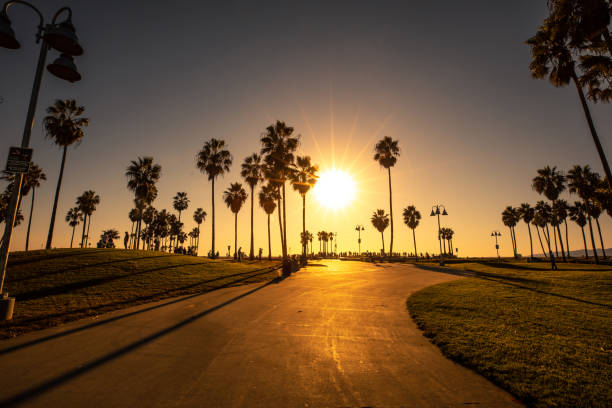 High palm trees in Los Angeles - Venice Beach boardwalk