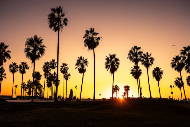 istock High palm trees in Los Angeles - Venice Beach boardwalk 1083724870
