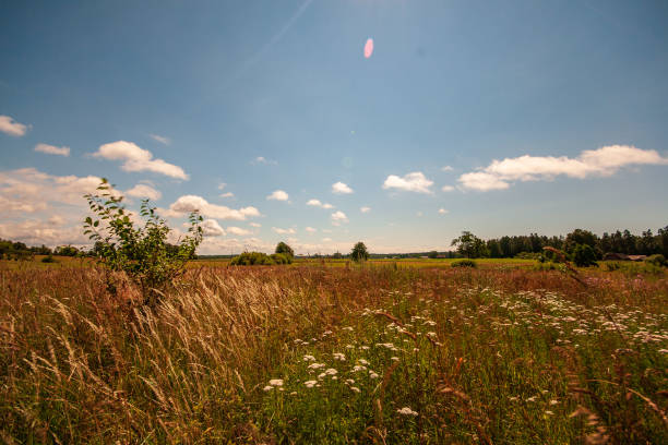 istock cultivated wheat field in summer 1083726944