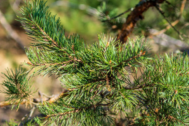 istock non specific nature forest bed details of foliage 1083726970