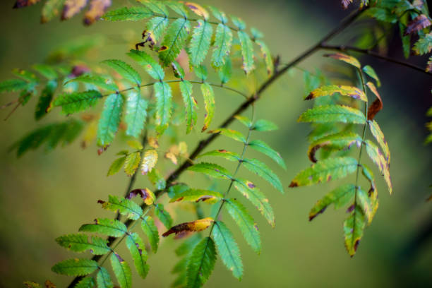 istock non specific nature forest bed details of foliage 1083727116
