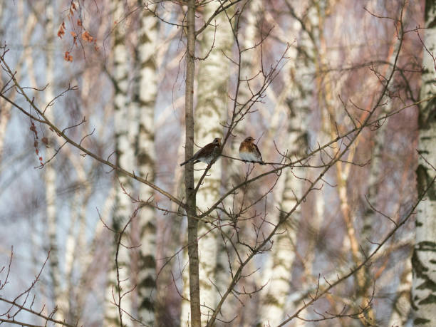 istock Winter forest!Birds pecking berries! 1083727382