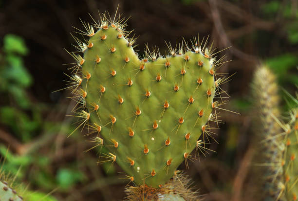 istock cactus in the form of a heart 1083728372