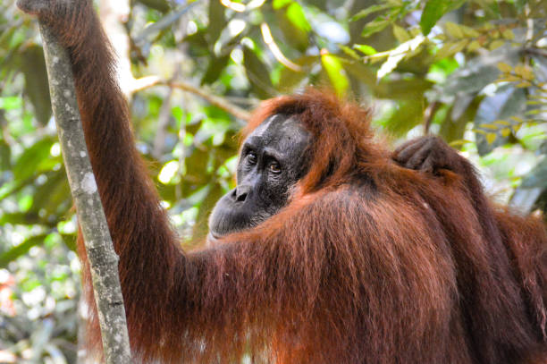 Endangered Sumatran Orangutan stock photo