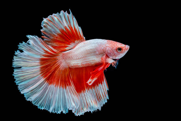 istock Siamese betta fish beautiful color  on black background 1083732598
