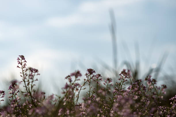 istock non specific nature forest bed details of foliage 1083733522