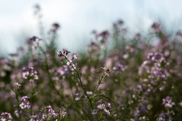 istock non specific nature forest bed details of foliage 1083733528