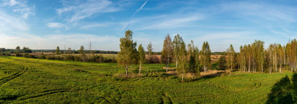 istock cultivated wheat field in summer 1083733566