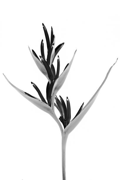 Bird of Paradise flower (black and white)