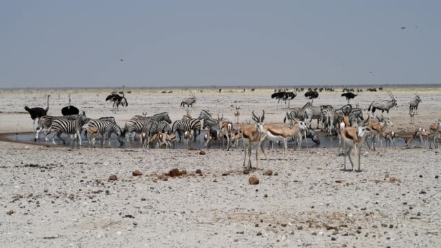 Plains Zebra, Springbok, Ostrich, Wildebeest and Oryx
