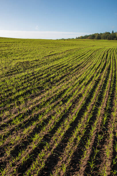 istock cultivated wheat field in summer 1083735902
