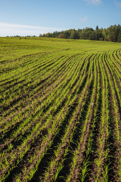 istock cultivated wheat field in summer 1083735926