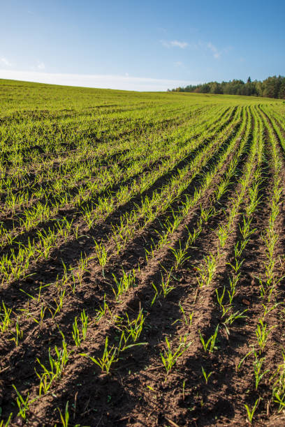 istock cultivated wheat field in summer 1083735928