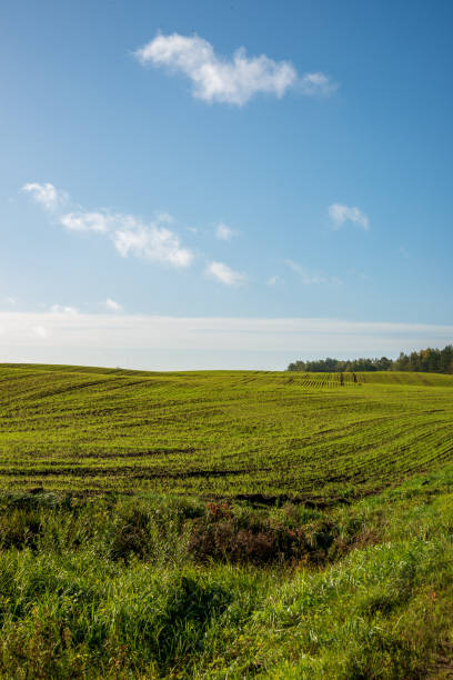 istock cultivated wheat field in summer 1083735974