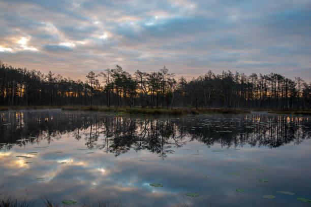 istock misty morning near swamp lakes 1083736068