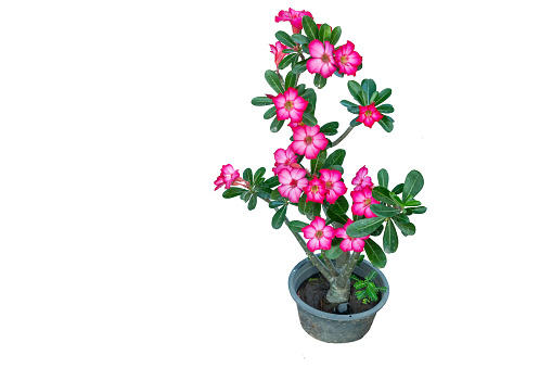 Azalea  is the name of a species of colorful flowers. The tree is easy to grow. Resistant to drought