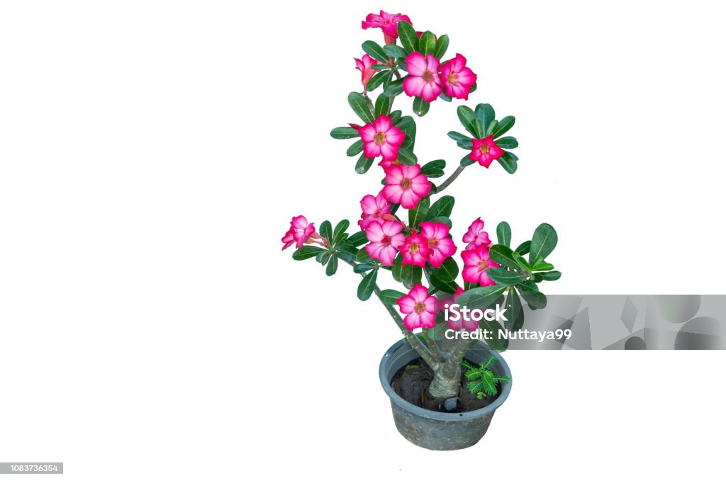 Azalea flowers Azalea  is the name of a species of colorful flowers. The tree is easy to grow. Resistant to drought Adenium Obesum Stock Photo