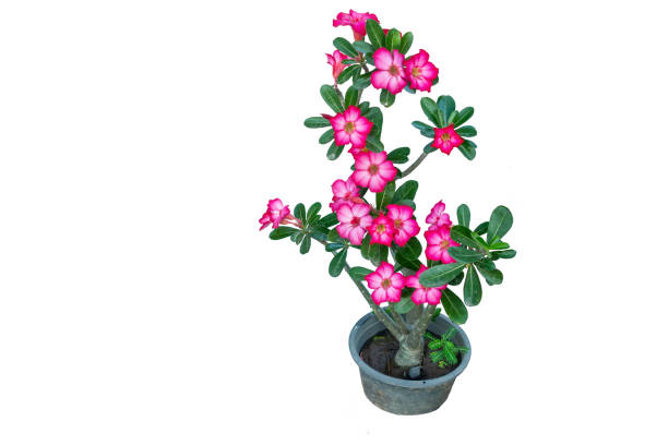 Azalea flowers Azalea  is the name of a species of colorful flowers. The tree is easy to grow. Resistant to drought adenium obesum photos stock pictures, royalty-free photos & images