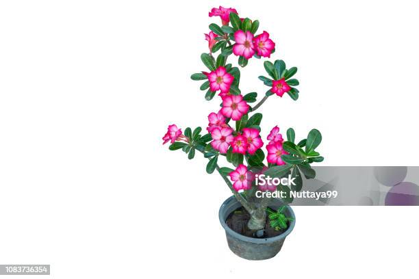 Azalea Flowers Stock Photo - Download Image Now - Adenium Obesum, Abstract, Adenium