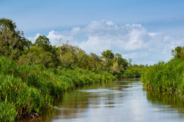 istock Jungle River in Borneo, Central Kalimantan, Indonesia 1083738522