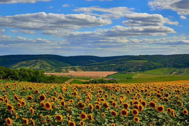 istock Sunflowers field and cloudy sky 1083740446