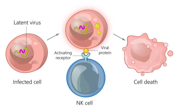 interakcja komórek odpornościowych z zakażonymi komórkami - wbc stock illustrations