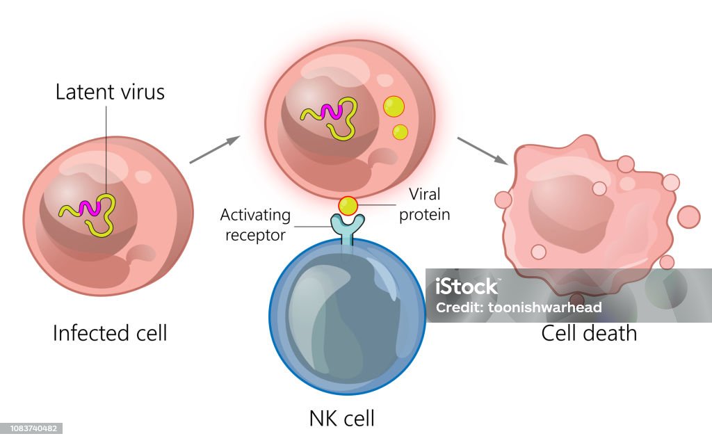 Immune cell interaction with infected cells Natural killer cells are immune cells that recognize ligands such as viral proteins on the surface of infect cells and mount an immune response to remove them from circulation. Cell Death stock vector