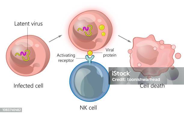 Immune Cell Interaction With Infected Cells Stock Illustration - Download Image Now - Cell Death, Natural Killer Cell, Biology