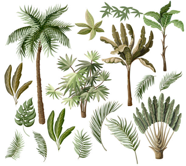 illustrations, cliparts, dessins animés et icônes de éléments d’arbres tropicaux tels que palm, banane et isolé des autres. vector. - kakadu