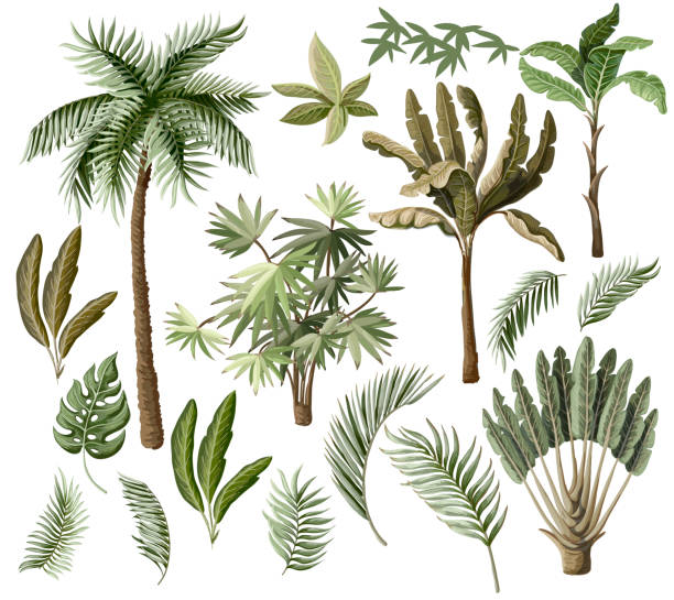 ilustrações, clipart, desenhos animados e ícones de elementos da árvore tropical como palm, banana e outros isolados. vector. - tree bird flower pattern