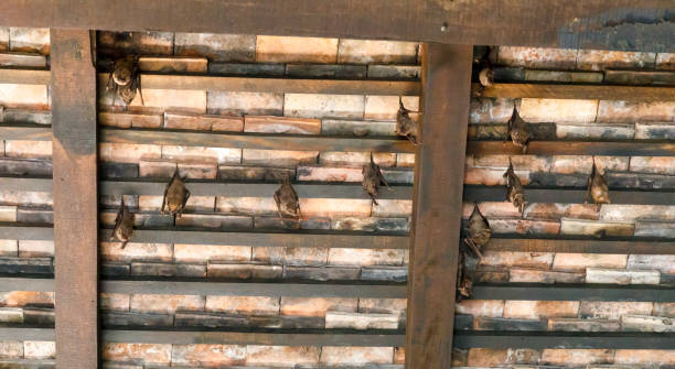 istock Bats hang under brown wooden roof 1083744044
