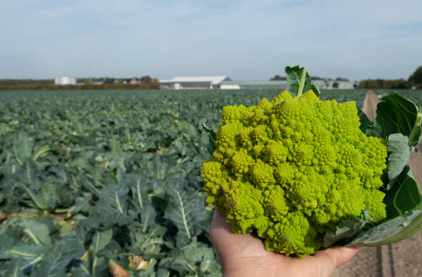 pracownik trzymający w ręku dojrzałe zielone brokuły romanesco lub rzymski kalafior, broccolo romanesco, kalafior romański, nowe zbiory - romanesque broccoli cauliflower cabbage zdjęcia i obrazy z banku zdjęć