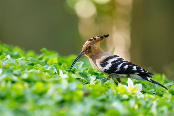 hoopoe with an insect in its beak