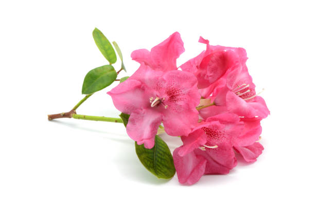 istock pink rhododendron on white isolated background 1083744894