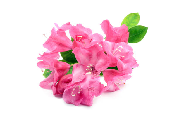 istock pink rhododendron on white isolated background. flowerheads. 1083744898