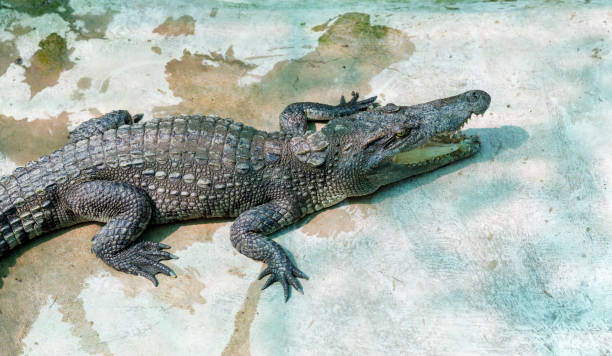 istock Crocodiles at pool side on concrete floor 1083746740