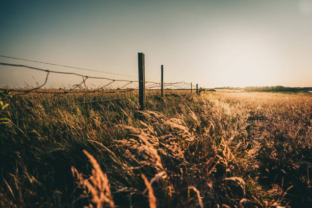 Grass field in meadow during sunrise with fence
