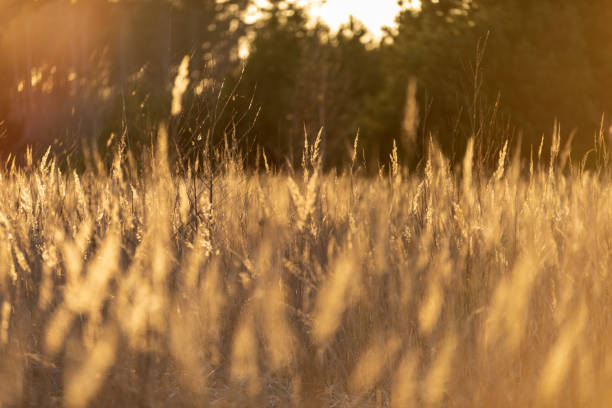 istock cultivated wheat field in summer 1083749132