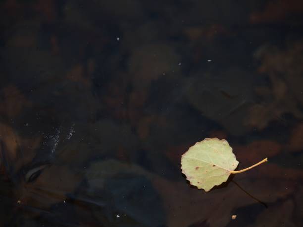istock Follen aspen leaves on dark ice. Winter cold 1083749934