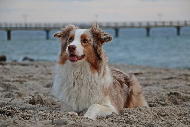 istock australian shepherd portrait at the beach 1083751306