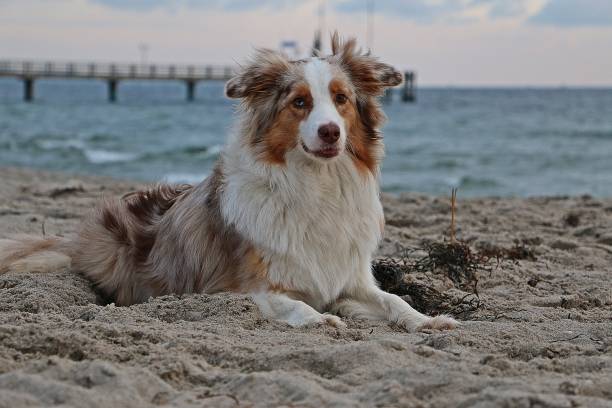 istock australian shepherd portrait at the beach 1083751316