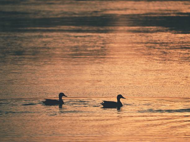 istock Ducks on lake ice at sunset. Sun bloody reflections 1083751434