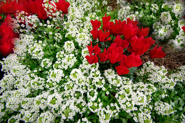 istock Colorful Christmas flowers 1083751932