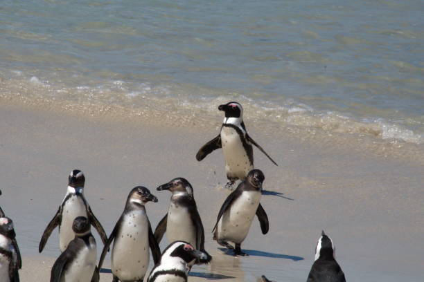 istock African penguin leaving the water 1083754690