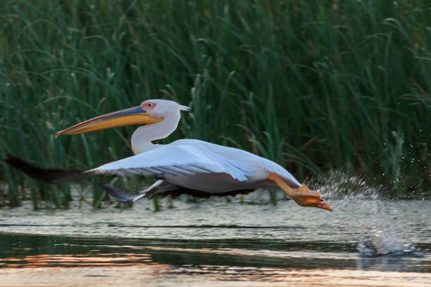 istock white pelican in Danube Delta, Romania 1083754744