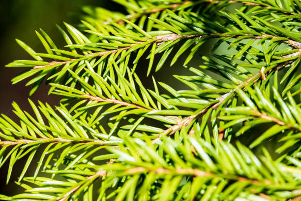 istock non specific nature forest bed details of foliage 1083754992