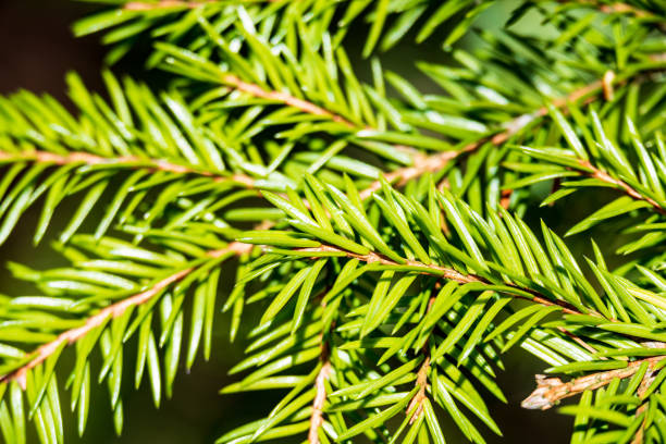 istock non specific nature forest bed details of foliage 1083755030
